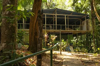 a building in the middle of a forest at Corcovado Adventures in Drake