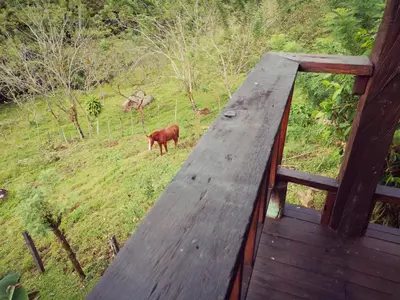 a cow standing on a field with a wooden deck at Los Gallitos Eco Lodge in San Miguel