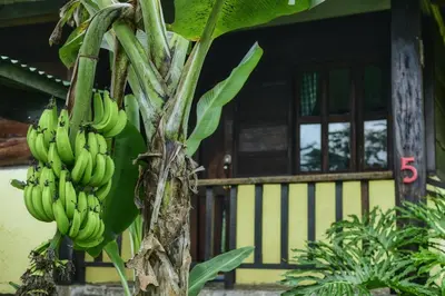 a bunch of bananas hanging from a banana tree at Los Gallitos Eco Lodge in San Miguel