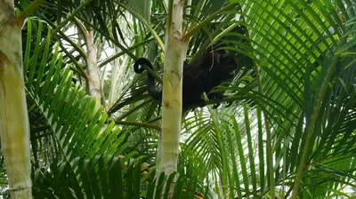 a black monkey is climbing in a palm tree at Alouatta Playa Coyote in San Francisco