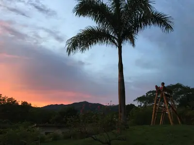 a man standing on a ladder next to a palm tree at Alouatta Playa Coyote in San Francisco