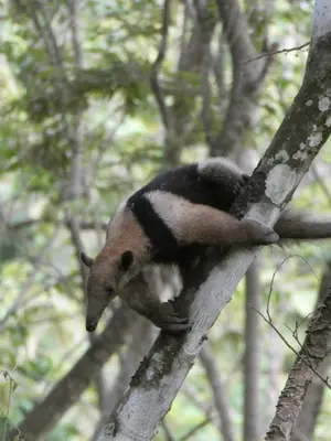 a animal sitting on top of a tree branch at Alouatta Playa Coyote in San Francisco