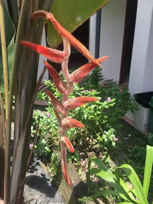 a close up of a red flower on a plant at Wide Mouth Frog Quepos in Manuel Antonio