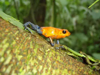 a yellow and blue frog sitting on a tree branch at Volare in Turrialba