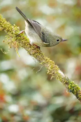 a small bird perched on a tree branch at Iyok Ami (Madre Tierra) in Cartago