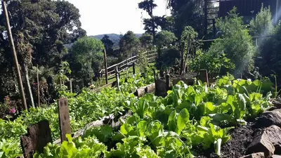 a garden with green plants in a field at Iyok Ami (Madre Tierra) in Cartago