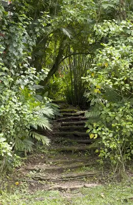 a set of stairs in a garden with plants at Casa Cañitas in Monteverde Costa Rica