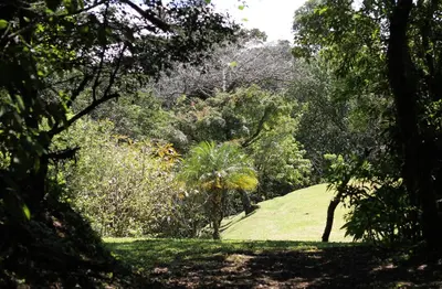 a lush green park with trees and grass at Casa Cañitas in Monteverde Costa Rica