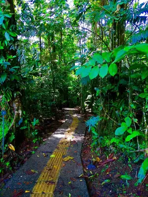 a path in the middle of the forest at La Selva Biological Station in Sarapiquí