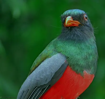 a colorful bird is sitting on a branch at La Selva Biological Station in Sarapiquí