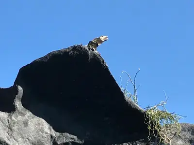 a bird sitting on top of a rock at Hotel Cabañas La Teca in Liberia