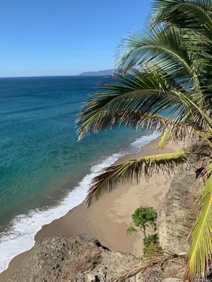 a palm tree on a beach with the ocean at Ocean View Echemare Tango Mar in Tambor