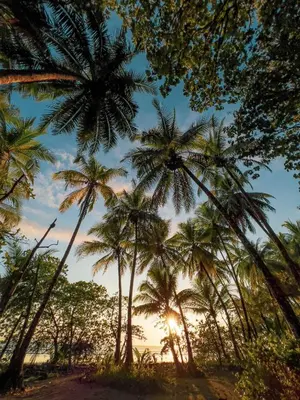 a group of palm trees on the beach at sunset at Tropical Beach in Uvita