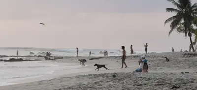 a group of people on the beach with a dog at Colibri Apartments - Private kitchen & bathroom - 4 min walk to the Beach! in Santa Teresa Beach