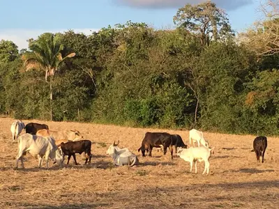 a herd of cows grazing in a field at Las Perlitas Rentals Playa Samara in Sámara