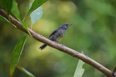 a small bird perched on a tree branch at Reserva Natural Cerro Alto in Empalme