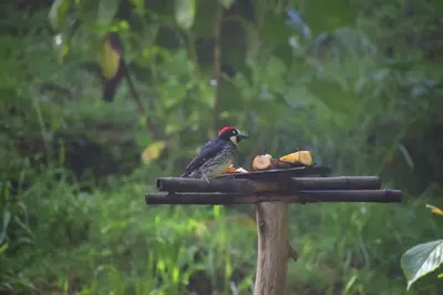 a bird sitting on top of a bird feeder at Reserva Natural Cerro Alto in Empalme