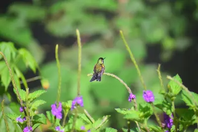 a small bird perched on top of purple flowers at Reserva Natural Cerro Alto in Empalme