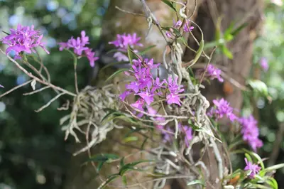 a bunch of purple flowers on a tree at Greemount Hotel in Monteverde Costa Rica