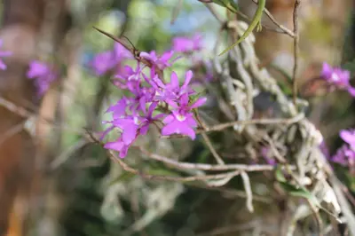 a bunch of purple flowers on a tree at Greemount Hotel in Monteverde Costa Rica