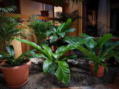 a group of plants in pots in a room at Greemount Hotel in Monteverde Costa Rica