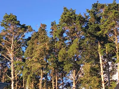 a group of tall trees against a blue sky at Vistas del Conde in Heredia