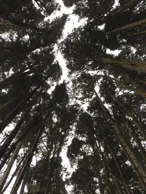 a view of the trees from the ground at Vistas del Conde in Heredia