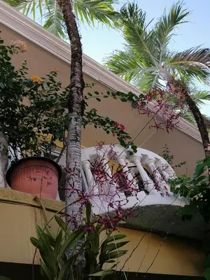 a palm tree next to a house with snow on it at Hotel Malinche in Quepos