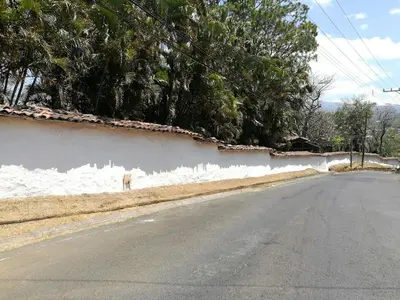a dog standing on the side of a road at Casa del Cafe-Familiar in Heredia
