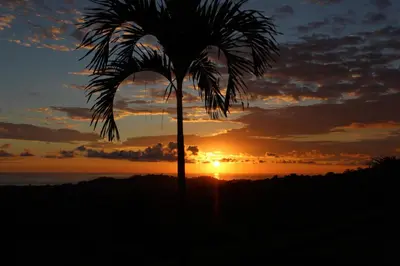 a palm tree in front of a sunset at Vista Villas in Ojochal