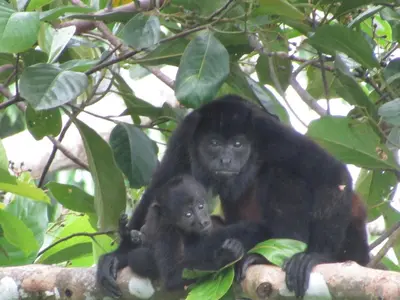 a couple of chimpanzees sitting on a tree branch at Vista Villas in Ojochal