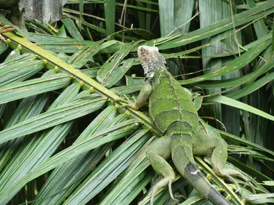 a green lizard laying on top of a plant at Vista Villas in Ojochal