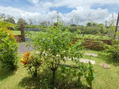 a garden with a small tree in the grass at Arenal Homes La Fortuna in Fortuna