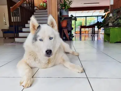 a husky dog laying on a tile floor at Casa Jardin del Mango in San José