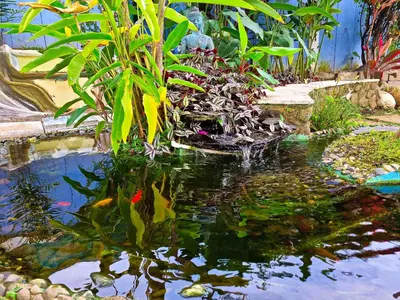 a pond with a bunch of kites in a garden at Casa Jardin del Mango in San José