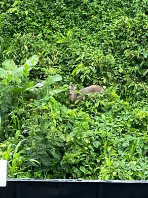 a cat is hiding in a dense bush at Yellow House in Quepos