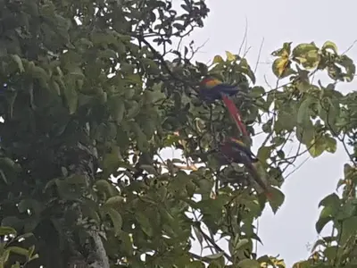 a red and blue bird perched in a tree at Yellow House in Quepos