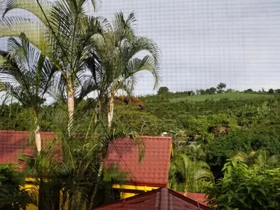 a view from the roof of a house with palm trees at La Terraza Guest House B&B in Grecia