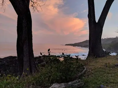 two trees on the shore of a beach with the ocean at Luminosa Montezuma Hostel in Montezuma