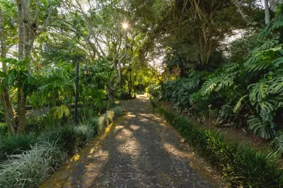 a path in the middle of a forest with trees at Finca Rosa Blanca Coffee Farm and Inn in Heredia