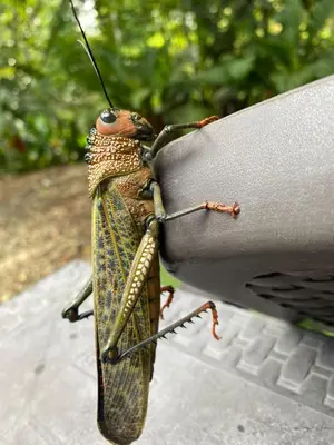 a cricket sitting on the arm of a car at Ukinca in Uvita