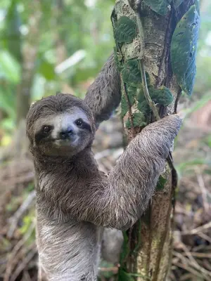 a three toed sloth climbing a tree at Ukinca in Uvita
