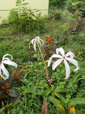 a group of white flowers in a garden at Posada Rural Oasis in Caño Negro