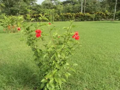a bush with red flowers in a field at Posada Rural Oasis in Caño Negro