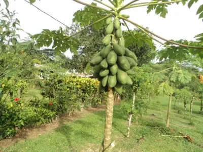 a bunch of green bananas hanging from a tree at Posada Rural Oasis in Caño Negro