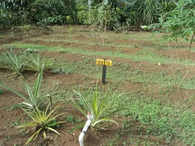 a yellow sign in the middle of a field with plants at Posada Rural Oasis in Caño Negro