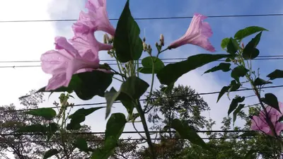 a close up of pink flowers on a plant at Posada Rural Oasis in Caño Negro
