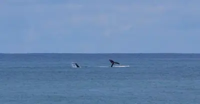 two dolphins in the ocean on the water at Vida Hermosa in Playa Hermosa