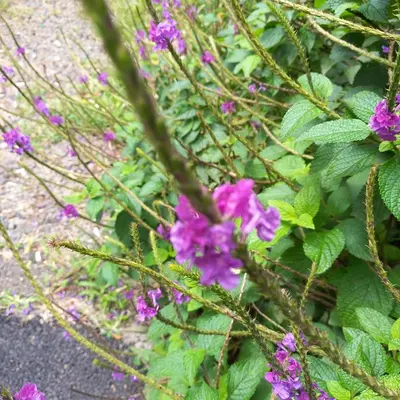 a bunch of purple flowers on a plant at Monteverde Romantic Cabañas 5minutes mtv park in Monteverde Costa Rica