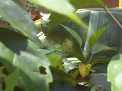 a green frog sitting on top of a plant at Samara Palm Lodge in Sámara